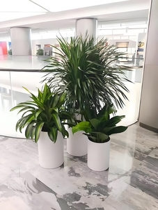 想让海曙空间变美？花卉出租来助力啦